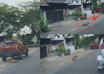 Man Who Ran Over Dog Identified as Contractor Worker Handling Animal Control Operations