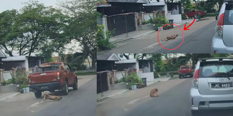Man Who Ran Over Dog Identified as Contractor Worker Handling Animal Control Operations