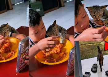 Cat Steals Fried Chicken From Boy During Viral Lunch Video