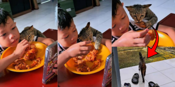 Cat Steals Fried Chicken From Boy During Viral Lunch Video