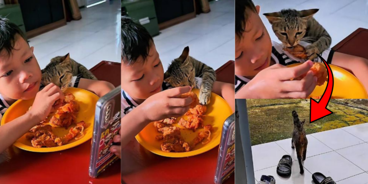 Cat Steals Fried Chicken From Boy During Viral Lunch Video