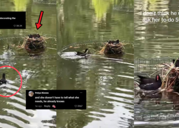 Hardworking Moorhen Bird Goes Viral — And Accidentally Starts a Relationship Debate