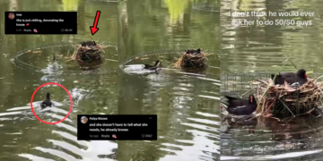 Hardworking Moorhen Bird Goes Viral — And Accidentally Starts a Relationship Debate
