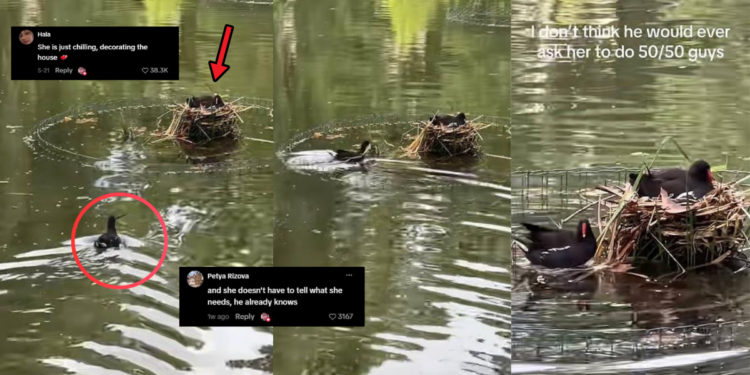 Hardworking Moorhen Bird Goes Viral — And Accidentally Starts a Relationship Debate