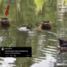 Hardworking Moorhen Bird Goes Viral — And Accidentally Starts a Relationship Debate