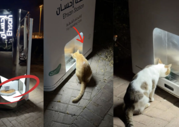 “Animal Care” in Dubai Showcases Safety and Belonging to Stray Cats