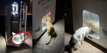 “Animal Care” in Dubai Showcases Safety and Belonging to Stray Cats