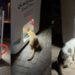 “Animal Care” in Dubai Showcases Safety and Belonging to Stray Cats