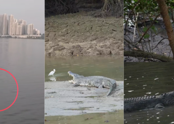 Twenty Giant Buwayas at Sungei Buloh Reveal Singapore’s Wild Natural Heritage