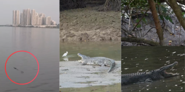 Twenty Giant Buwayas at Sungei Buloh Reveal Singapore’s Wild Natural Heritage