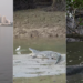 Twenty Giant Buwayas at Sungei Buloh Reveal Singapore’s Wild Natural Heritage