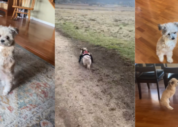 Brave Two-Legged Dog Noel Overcomes Tragic Injury With Remarkable Strength And Determination
