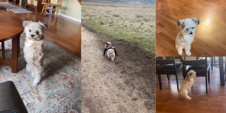 Brave Two-Legged Dog Noel Overcomes Tragic Injury With Remarkable Strength And Determination
