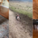 Brave Two-Legged Dog Noel Overcomes Tragic Injury With Remarkable Strength And Determination