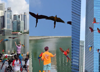 GPS-Tracked Macaws Enjoy Free Flying Over Singapore’s Marina Bay With Owners