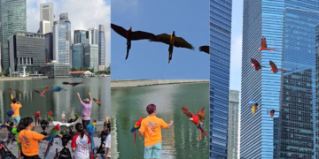 GPS-Tracked Macaws Enjoy Free Flying Over Singapore’s Marina Bay With Owners