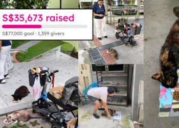 Singapore Caregivers Struggle to Feed Over 130 Community Cats Daily, Need S$77,000 Support