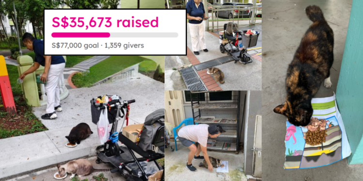 Singapore Caregivers Struggle to Feed Over 130 Community Cats Daily, Need S$77,000 Support