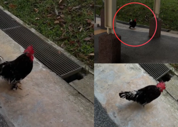 Friendly Community Chicken Named Roger Brings Great Joy To Holland Village