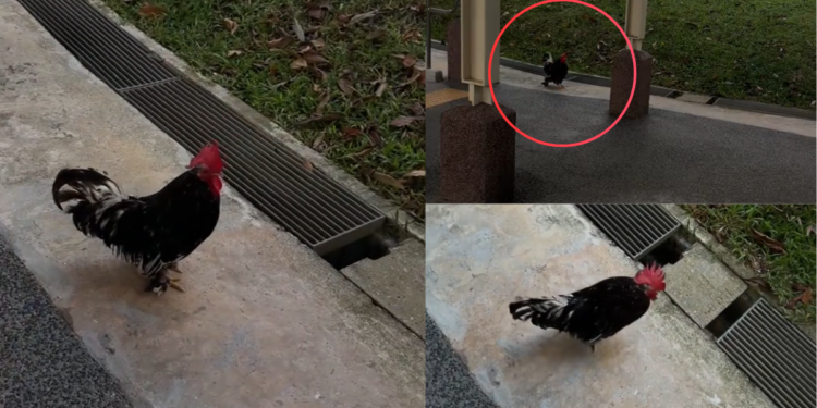 Friendly Community Chicken Named Roger Brings Great Joy To Holland Village