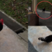 Friendly Community Chicken Named Roger Brings Great Joy To Holland Village