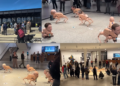 Billionaires byte back! – Musk, Bezos and Zuckerberg as ROBOT DOGS at Berlin museum