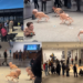 Billionaires byte back! – Musk, Bezos and Zuckerberg as ROBOT DOGS at Berlin museum