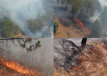 Wildfire tears through Kasauli forests despite round-the-clock firefighting