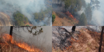 Wildfire tears through Kasauli forests despite round-the-clock firefighting