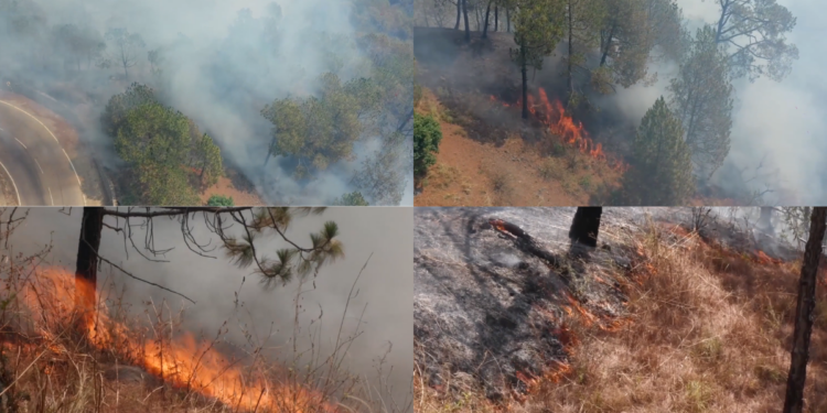 Wildfire tears through Kasauli forests despite round-the-clock firefighting