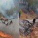 Wildfire tears through Kasauli forests despite round-the-clock firefighting