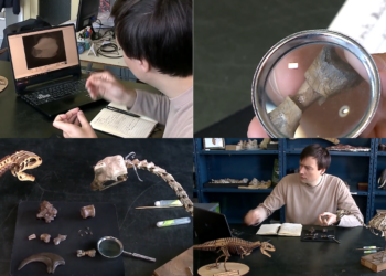 Argentine scientists discover new dinosaur species that roamed the Earth 70 million years ago