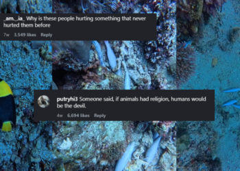 Fish Bombing Causes Mass Fish Deaths and Destroys Marine Ecosystems Across Southeast Asia