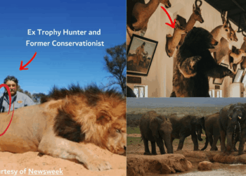 Animal Head Trophy Hunter Dies while hunting for Antelope Valued at $36K