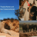 Animal Head Trophy Hunter Dies while hunting for Antelope Valued at $36K