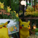 Pokemon Go-ing wild in Seoul – Forest transformed for 30 years of adventure as fans dive into Mega Festa!