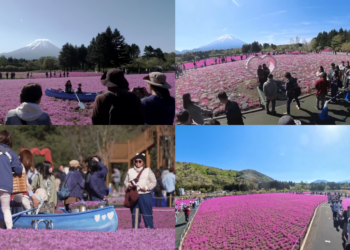 Pink paradise – Crowds flock to Japan’s Shibazakura Festival as full blooms carpet foothills of Mount Fuji