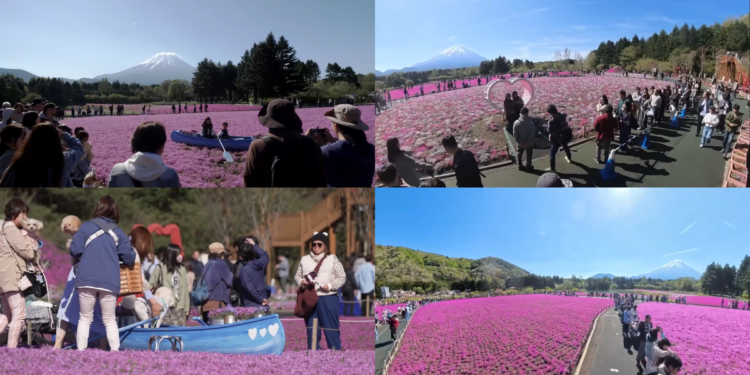 Pink paradise – Crowds flock to Japan’s Shibazakura Festival as full blooms carpet foothills of Mount Fuji