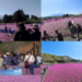 Pink paradise – Crowds flock to Japan’s Shibazakura Festival as full blooms carpet foothills of Mount Fuji