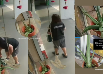 “Who walks around with a knife?” – Woman Caught Cutting Aloe Vera Plant Outside Woodlands Shop