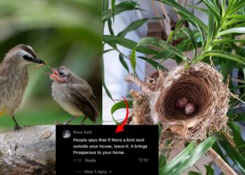 Yellow-Vented Bulbul Nest with Eggs Found Outside Singapore Home, Netizens Say “Huat Ah!”