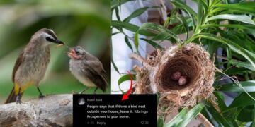 Yellow-Vented Bulbul Nest with Eggs Found Outside Singapore Home, Netizens Say “Huat Ah!”