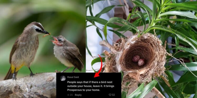 Yellow-Vented Bulbul Nest with Eggs Found Outside Singapore Home, Netizens Say “Huat Ah!”