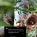 Yellow-Vented Bulbul Nest with Eggs Found Outside Singapore Home, Netizens Say “Huat Ah!”