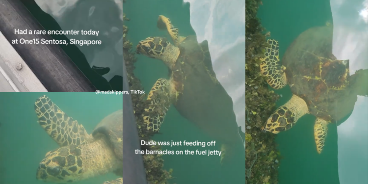 Huge Hawksbill Sea Turtle Spotted Feeding Beneath a Jetty at ONE°15 Marina Sentosa Cove Singapore