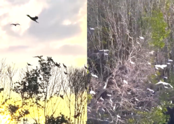 Why do birds suddenly appear? – Flocks of herons, storks fly over Vietnam’s Con Chim for nesting season