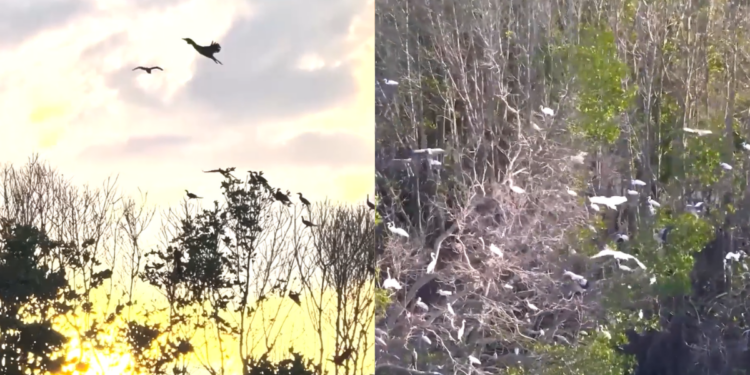 Why do birds suddenly appear? – Flocks of herons, storks fly over Vietnam’s Con Chim for nesting season