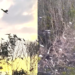 Why do birds suddenly appear? – Flocks of herons, storks fly over Vietnam’s Con Chim for nesting season