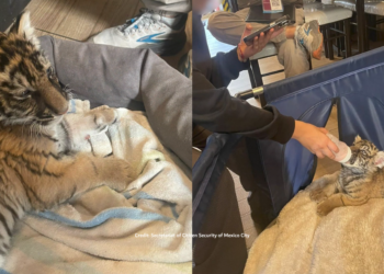 That’s no CAT! – Bengal tiger cub rescued from private home in Mexico City’s Xochimilco