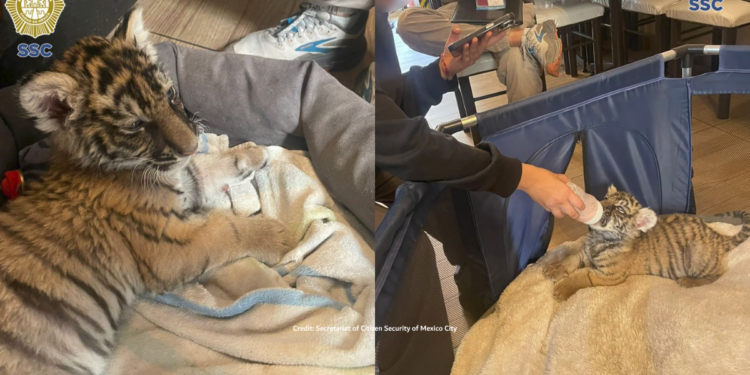 That’s no CAT! – Bengal tiger cub rescued from private home in Mexico City’s Xochimilco